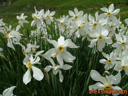 Narcissus poeticus Alex Sirat